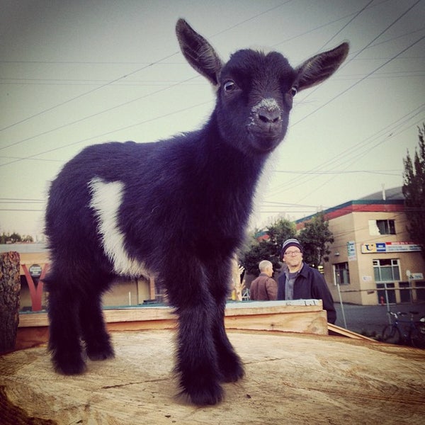 รูปภาพถ่ายที่ The Belmont Goats โดย Mac P. เมื่อ 10/2/2013