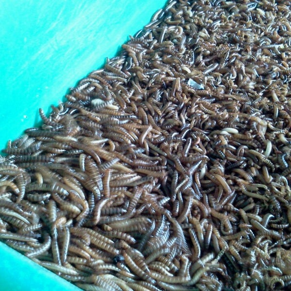 Photos At Pakan Burung Pak Yoyok 1 Tip From 1 Visitor