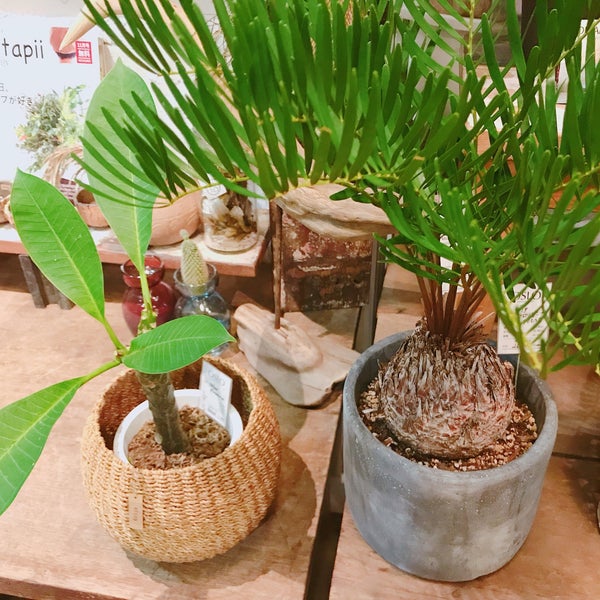 Photos At Growing Plants Oslo 福島区 北区大淀南3 2 4