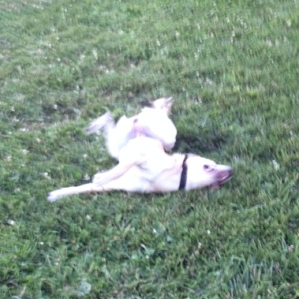 Bear Creek Dog Park Medford, OR