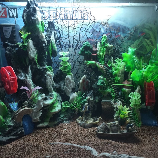 Photos At Pretty Aquatic Pets Kinta City