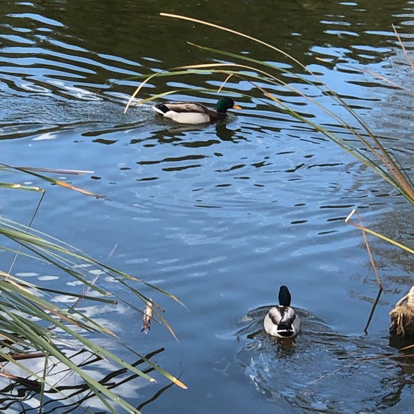 Web every $1 you chip in to feature the duck pond of lake elsinore gets them featured 100 times to help them get more votes and supporters. Duck Pond Lake in Vista