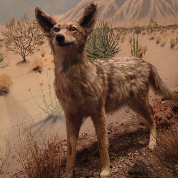 Photo taken at Las Vegas Natural History Museum by Dennis M. on 12/1/2012