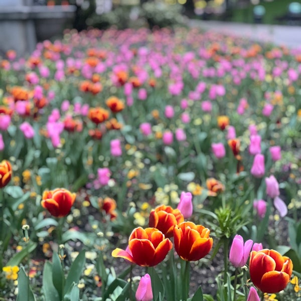 Photo taken at Victoria Embankment Gardens by A E. on 4/18/2024