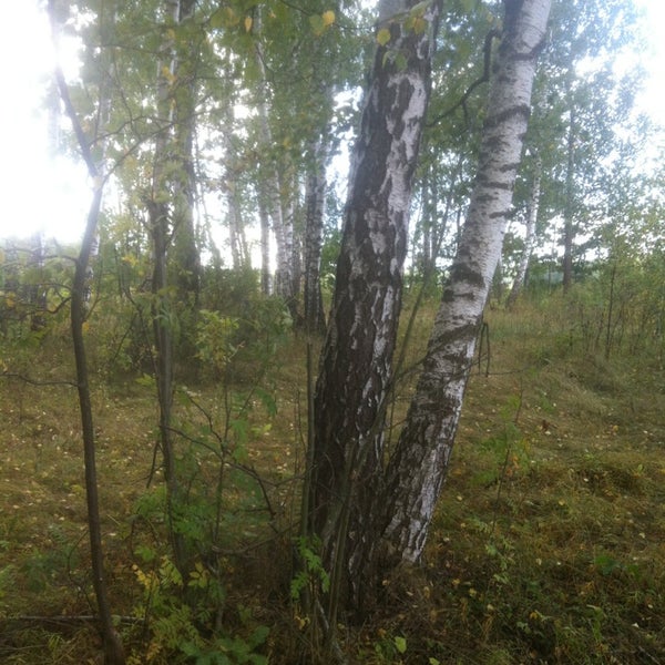 Фофаново дмитровский район. Деревня матвейково истринский район. Матвейково ягодка рынок. Матвейково дмитровский район. Матвейково (городской округ истра).