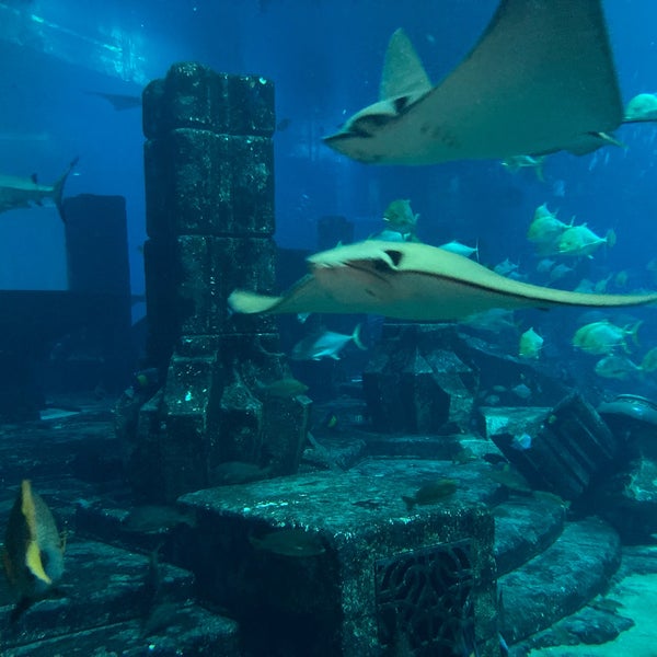 Foto diambil di The Lost Chambers Aquarium oleh Thorsten K. pada 1/14/2023