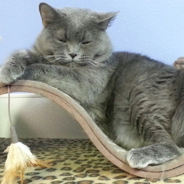 Souris Valley Animal Shelter 1 tip from 25 visitors