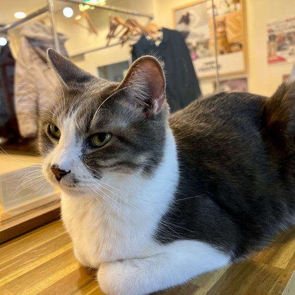 Fotos Em 譲渡型猫カフェ にゃんくる 蒲田店 蒲田 Toquio 東京都