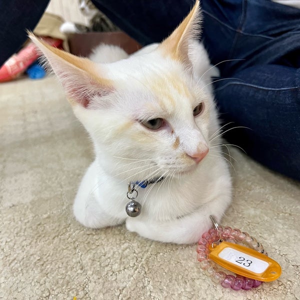 Photos At 譲渡型猫カフェ にゃんくる 蒲田店 蒲田 東京 東京都