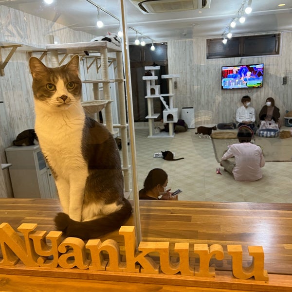Photos At 譲渡型猫カフェ にゃんくる 蒲田店 蒲田 東京 東京都