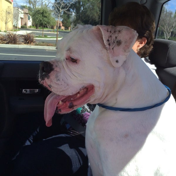 VCA Sacramento Veterinary Referral Center Veterinarian in Sacramento