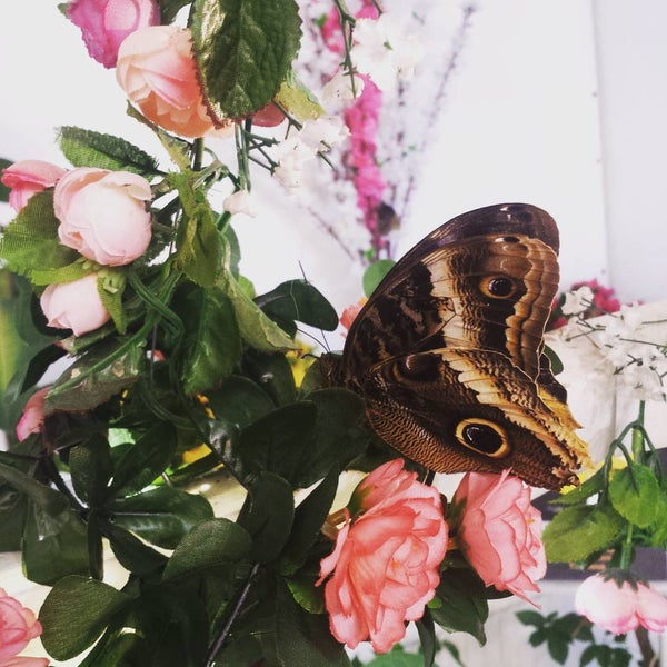 Снимок сделан в Музей живых бабочек «Тропический рай» пользователем andruxxx i. 7/13/2015
