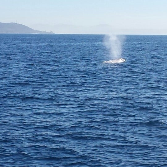 Foto tirada no(a) San Diego Whale Watch por Lee C. em 1/20/2014