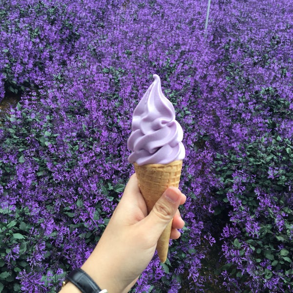 Photos at Cameron Lavender Garden - Tringkap