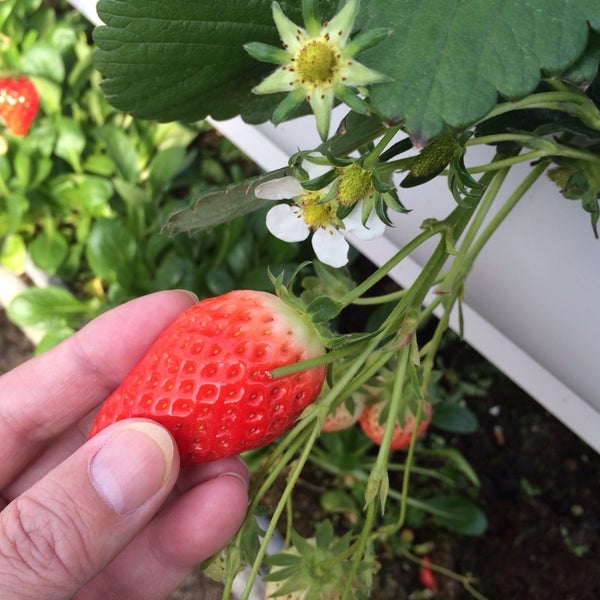 渥美観光マル武農園 マルタケエン Farm In 田原市