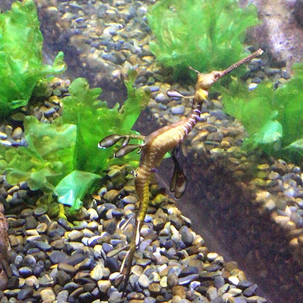 Foto diambil di Georgia Aquarium oleh Dani G. pada 6/24/2018