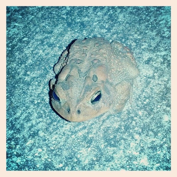 Fore Palms Disc Golf Course Hidden Hills Jacksonville, FL