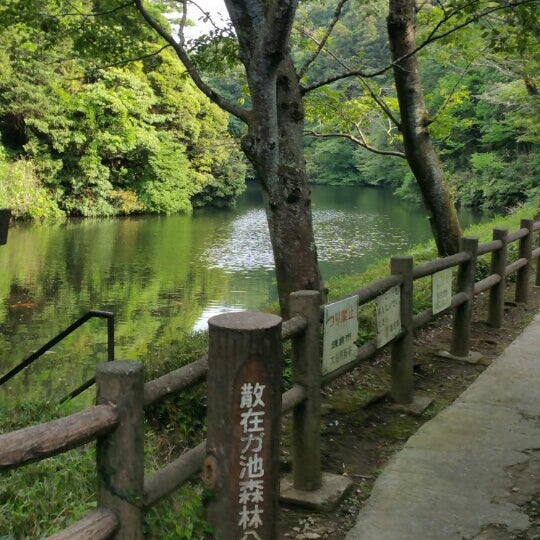 Fotos Em 散在ガ池森林公園 鎌倉湖畔 Floresta Em 鎌倉市