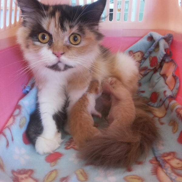Hope Veterinary Clinic Veterinarian In Kuala Lumpur