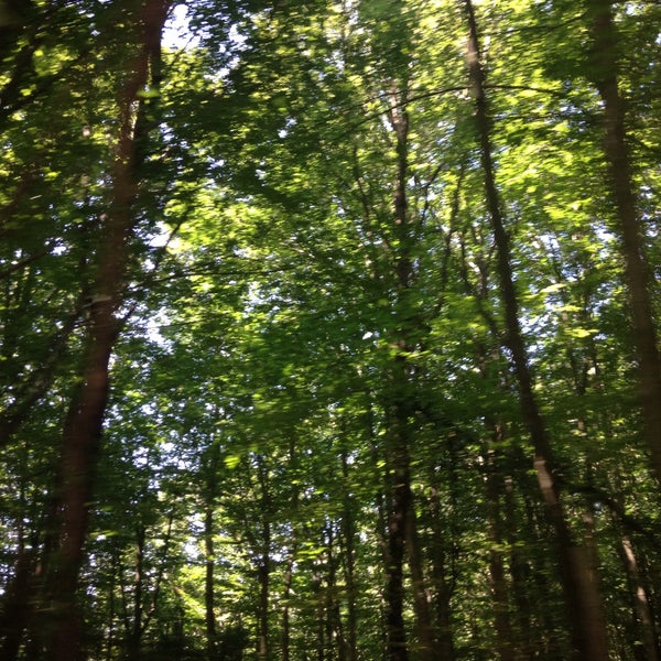 8/15/2015 tarihinde Azra Y.ziyaretçi tarafından Belgrad Ormanı'de çekilen fotoğraf