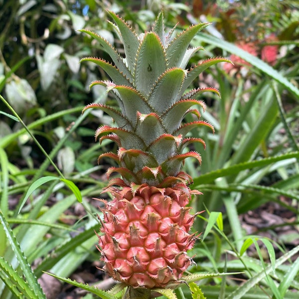 5/12/2021 tarihinde Martin G.ziyaretçi tarafından Hawaii Tropical Botanical Garden'de çekilen fotoğraf