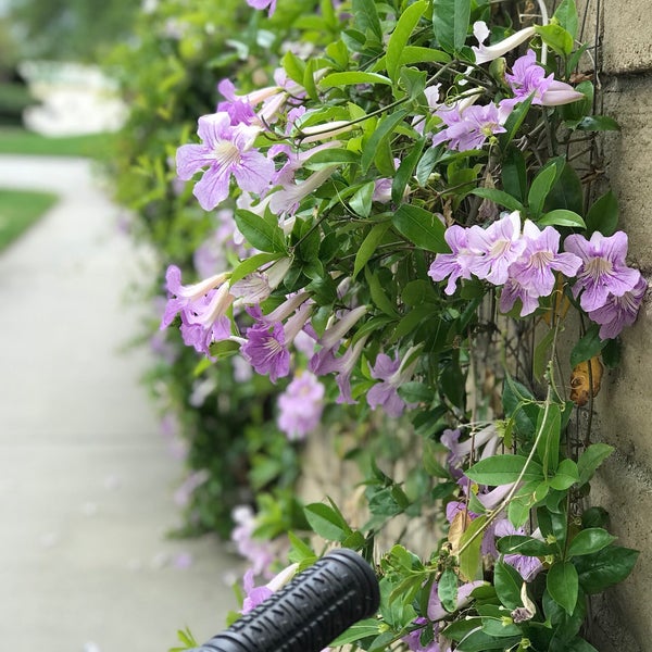 Valencia Meadows Park Valencia, CA