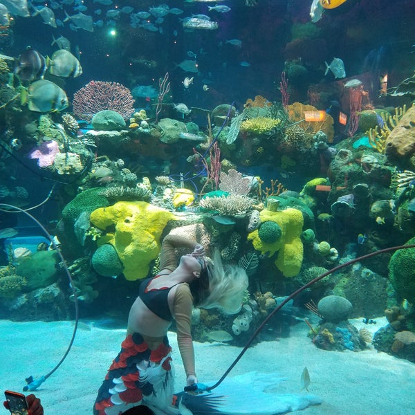 The Mermaid Aquarium is pretty cool! And free to watch! This mermaid was making water rings!