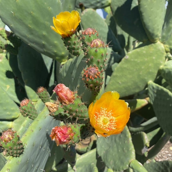 Santa Rosa Farmers Market Farmers Market