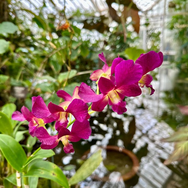 Photo taken at Conservatory of Flowers by Bradley M. on 12/30/2023