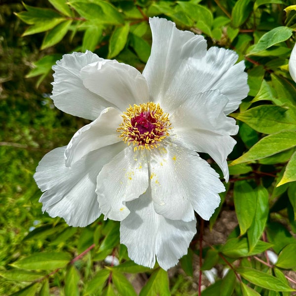 Das Foto wurde bei San Francisco Botanical Garden von Bradley M. am 3/24/2024 aufgenommen