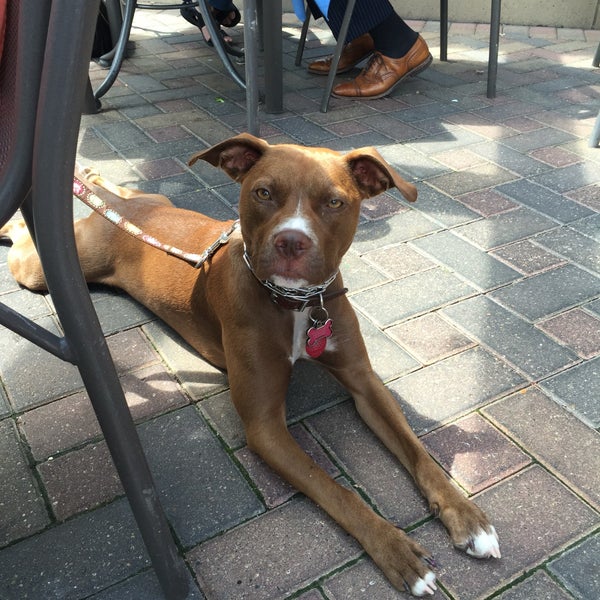 The most friendly dog-friendly patio around! They'll bring water and a special biscuit for your four-legged friend on the patio. Thank you!