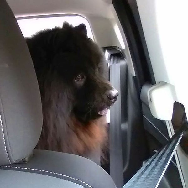 vca companion animal