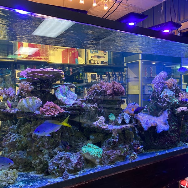 Coral aquarium store outlet
