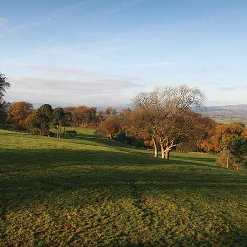 Cardiff Natural Burial Meadow Coedarhydyglyn Park