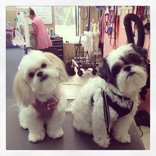 Doggie divas sale dog grooming salon