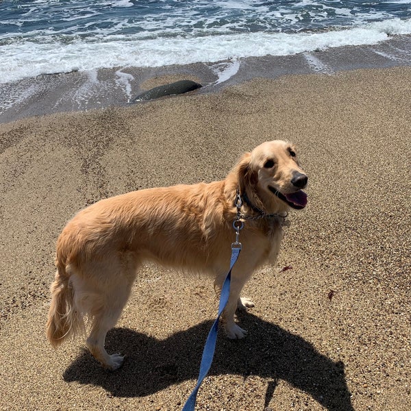 Fotos bei Bean Hollow State Beach Strand in Pescadero