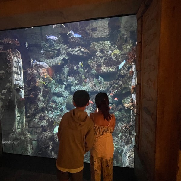 6/21/2022 tarihinde Allen C.ziyaretçi tarafından Shark Reef Aquarium'de çekilen fotoğraf