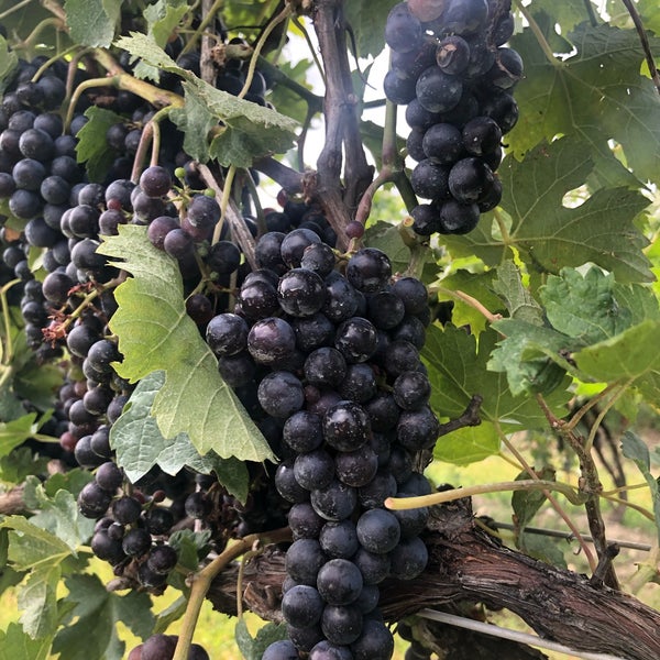 Das Foto wurde bei South River Winery &amp; Vineyard von Airanthi W. am 9/8/2019 aufgenommen