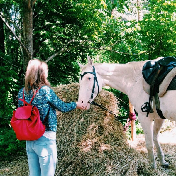 кск "арена" - кск «арена». кск вента арена. конноспортивный клуба «арена». кск арена по щучьему. кск арена по щучьему.