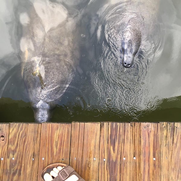 Photo taken at Manatee Observation &amp; Education Center by Samuel B. on 11/28/2015