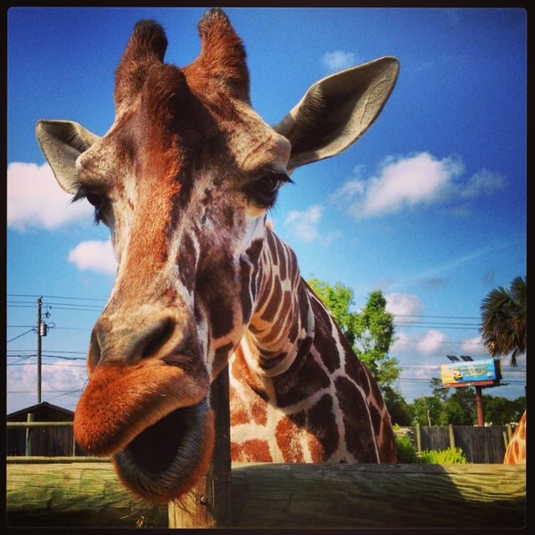 gulf breeze zoo gulf breeze zoo