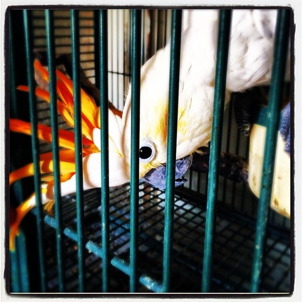 Stewart S Bird Farm Harleysville Pa