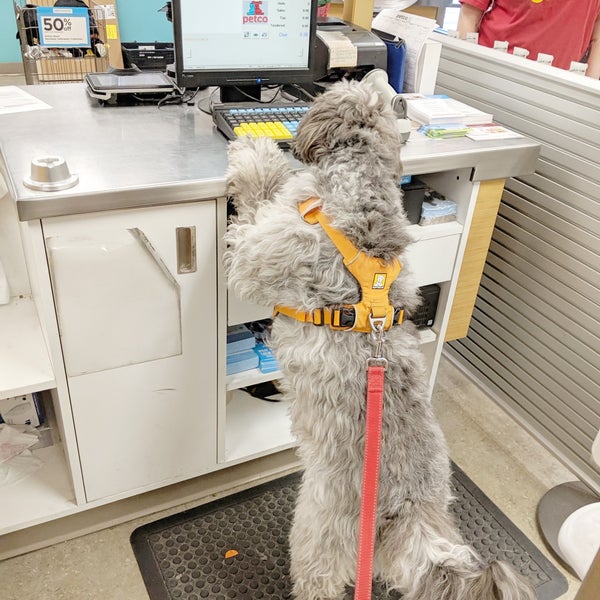 How Much Does Petco Charge For Dog Grooming