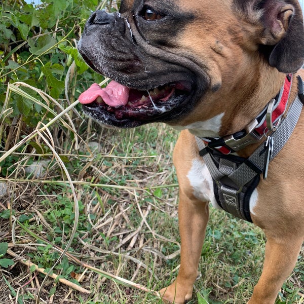 Coldstream Dog Park Lexington, KY