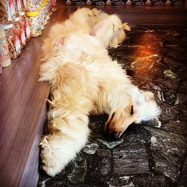 Dog 'R' Us Pet Shop - 161 Jalan Kelawai