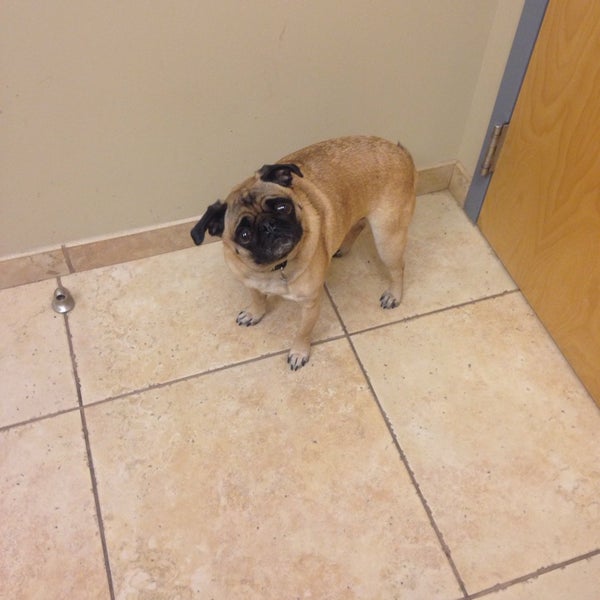 vca midwest animal hospital