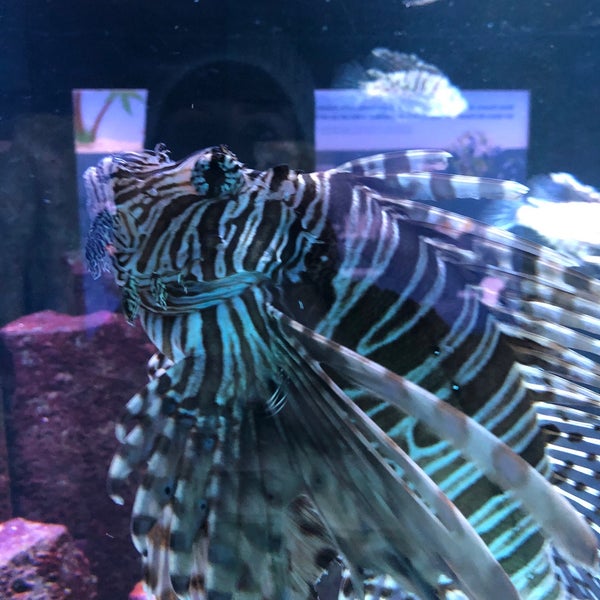 12/17/2019 tarihinde Olga W.ziyaretçi tarafından Aquarium Berlin'de çekilen fotoğraf