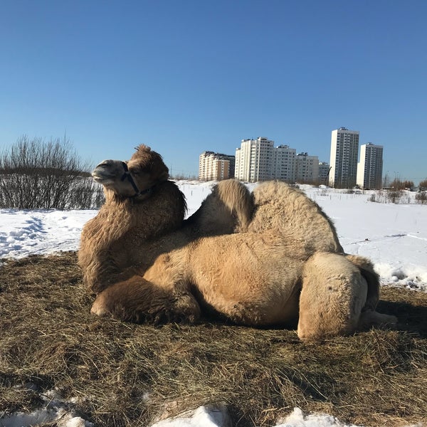 КСК Колибри в Бутово