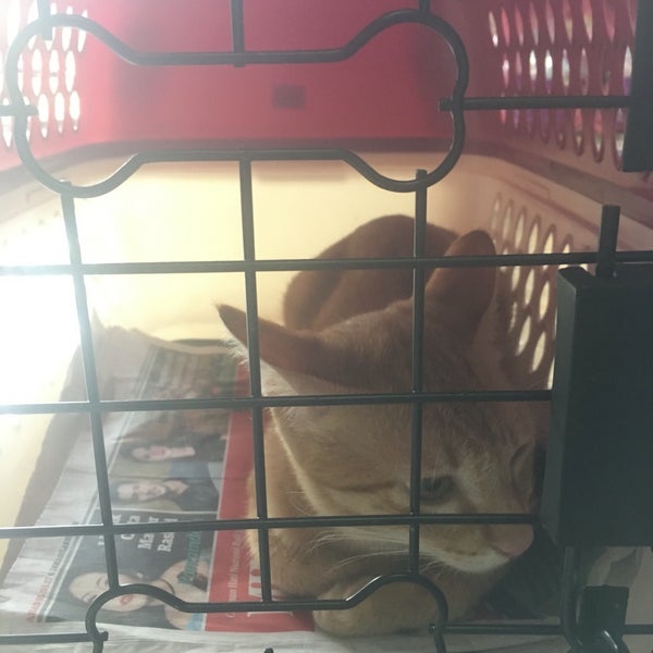 Veterinar and Pet Shop Paradise Johor Bahru, Johor