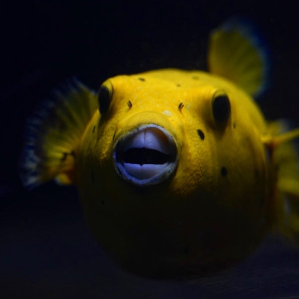 Снимок сделан в Aquarium Berlin пользователем Arash Assoto B. 7/16/2020